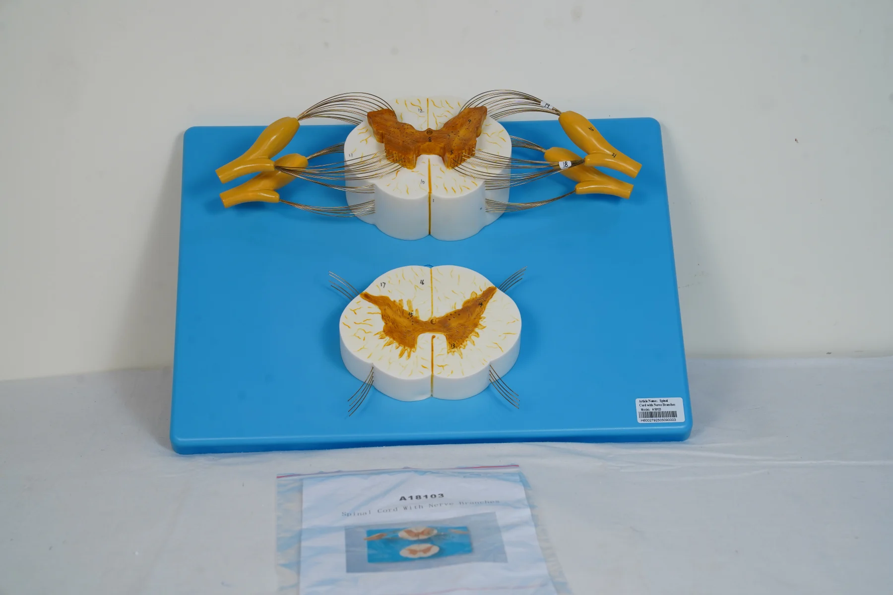 Spinal Cord With Nerve Branches thumbnail 2
