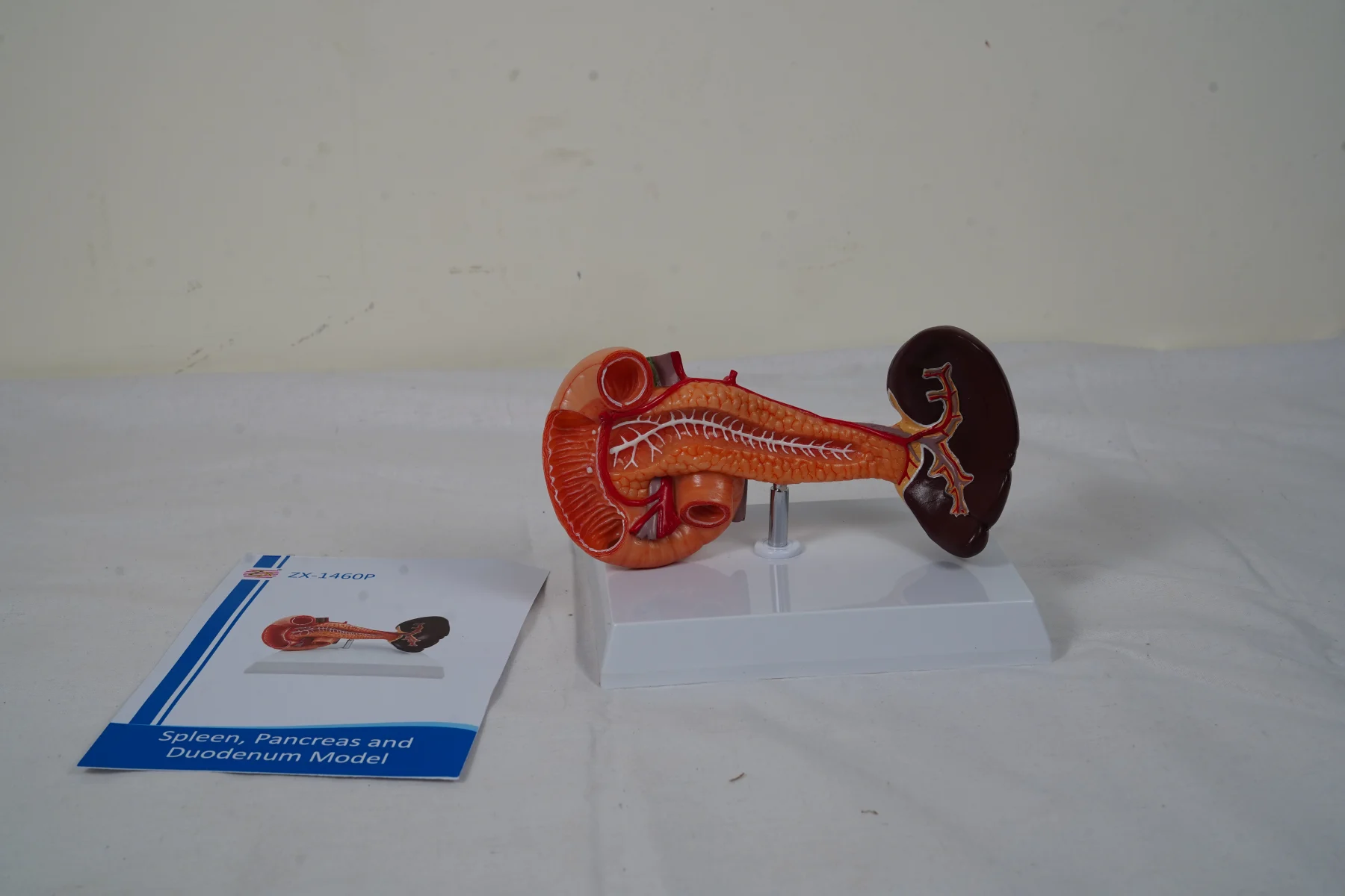 Spleen Pancreas and Duodenum Model thumbnail 7