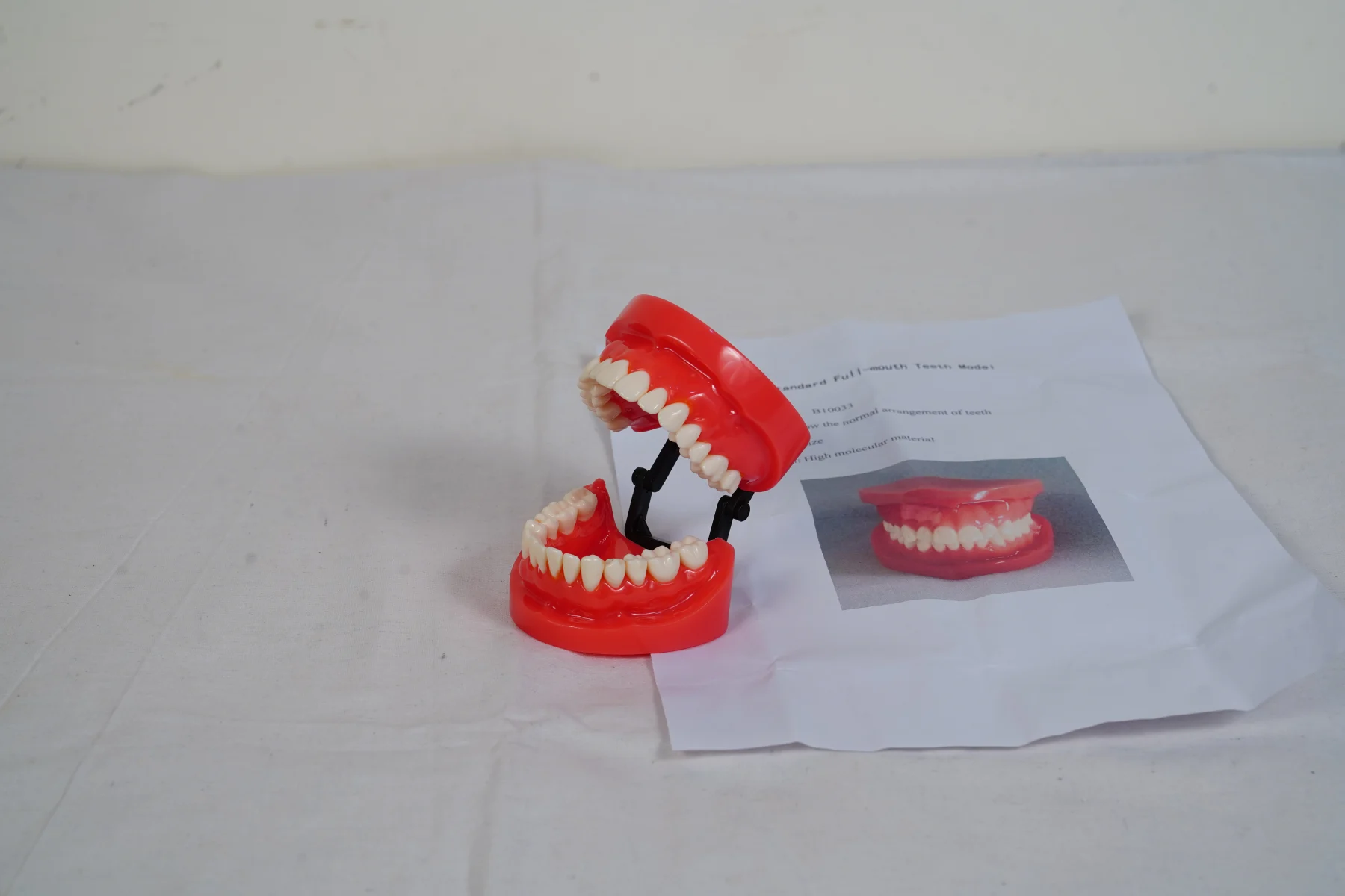 Teeth Model