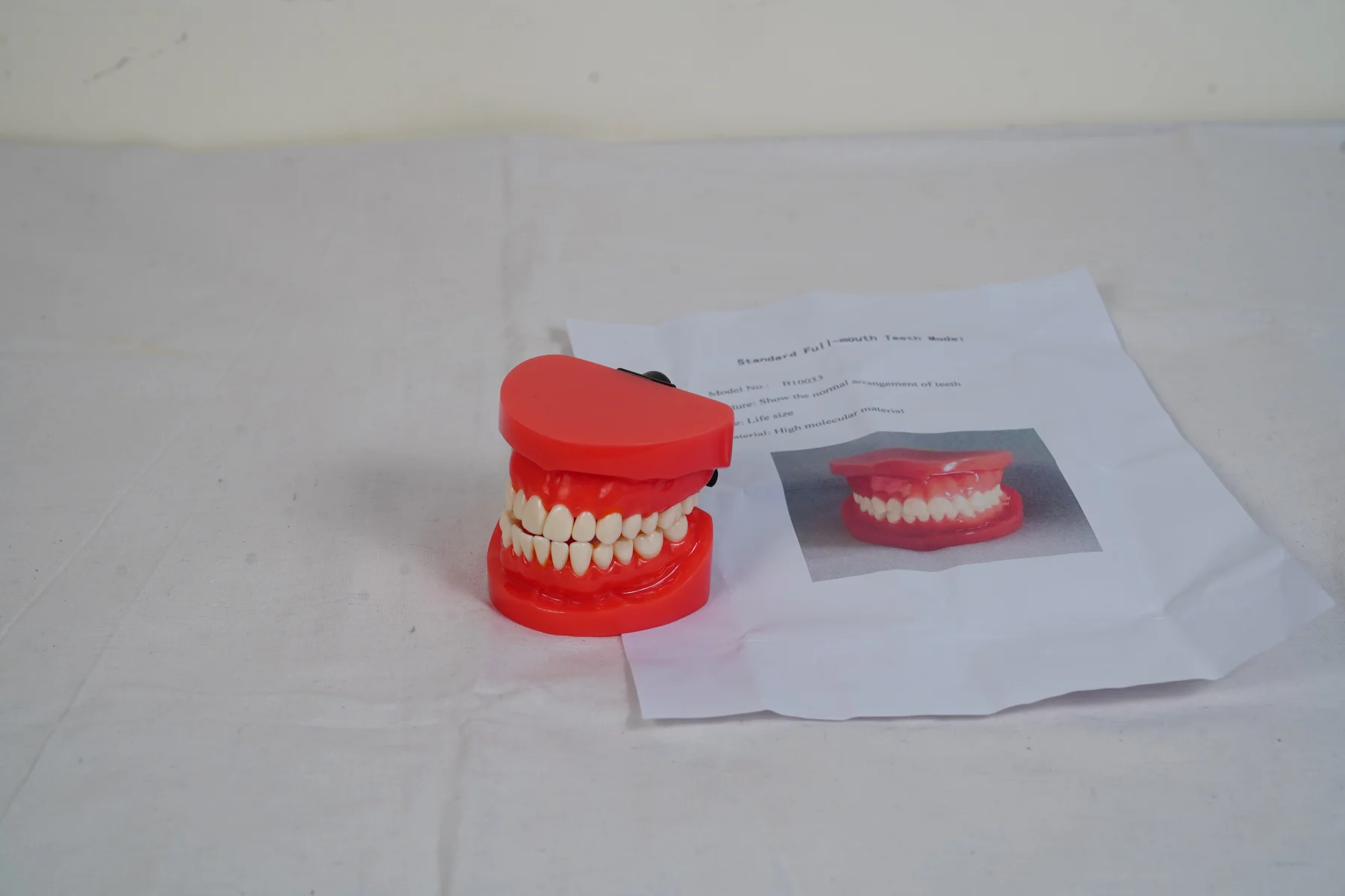 Teeth Model thumbnail 3