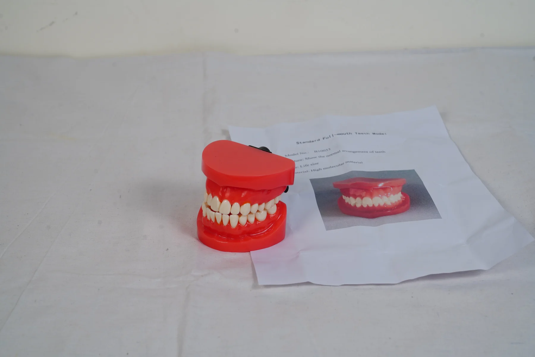 Teeth Model thumbnail 4
