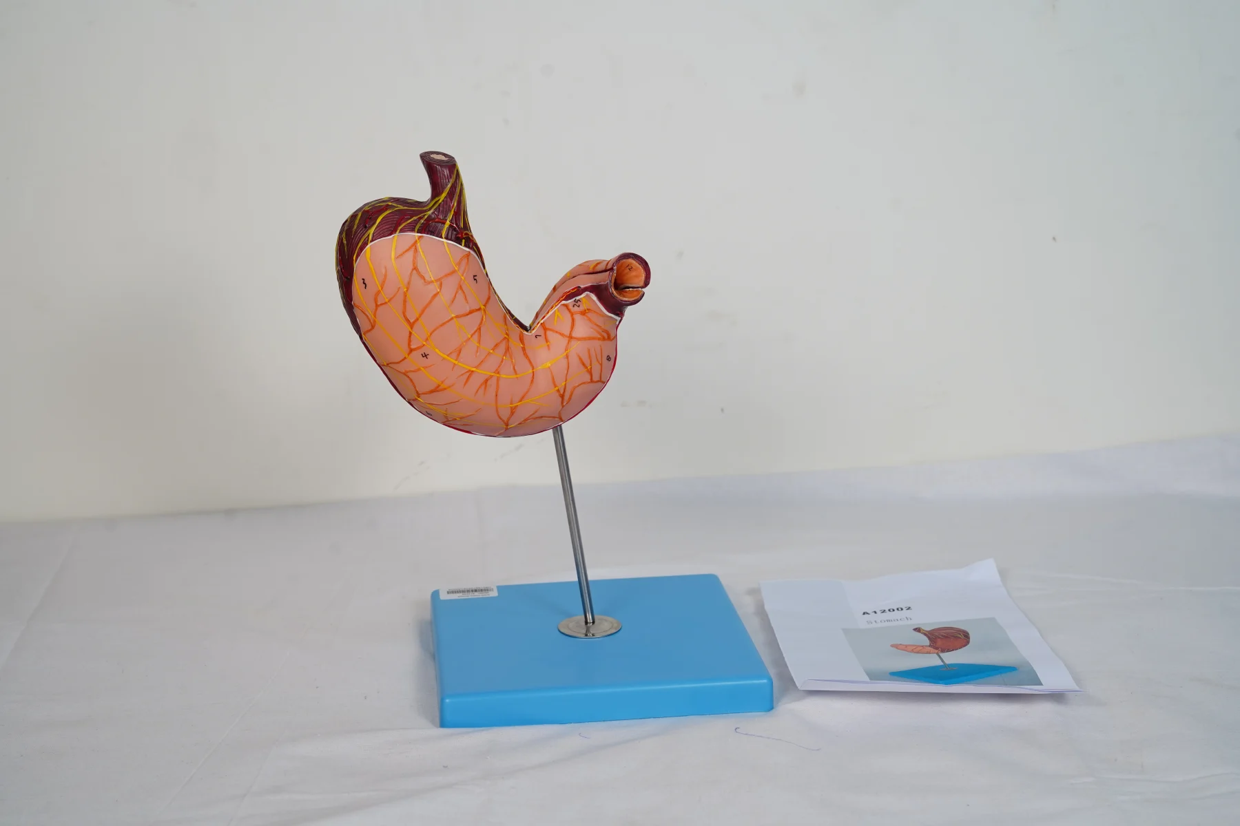 Stomach thumbnail 3