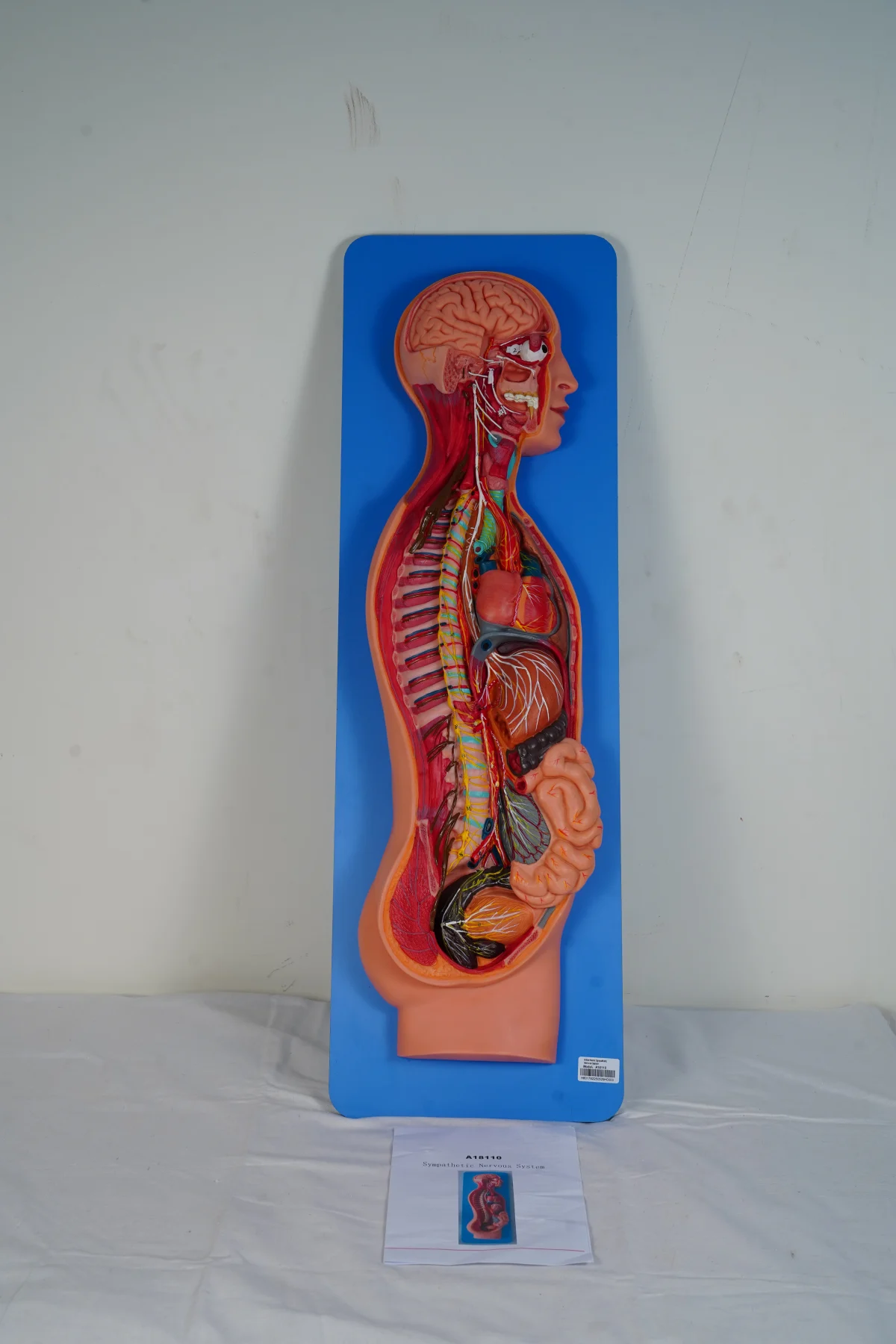 Sympathetic Nervous System thumbnail 5