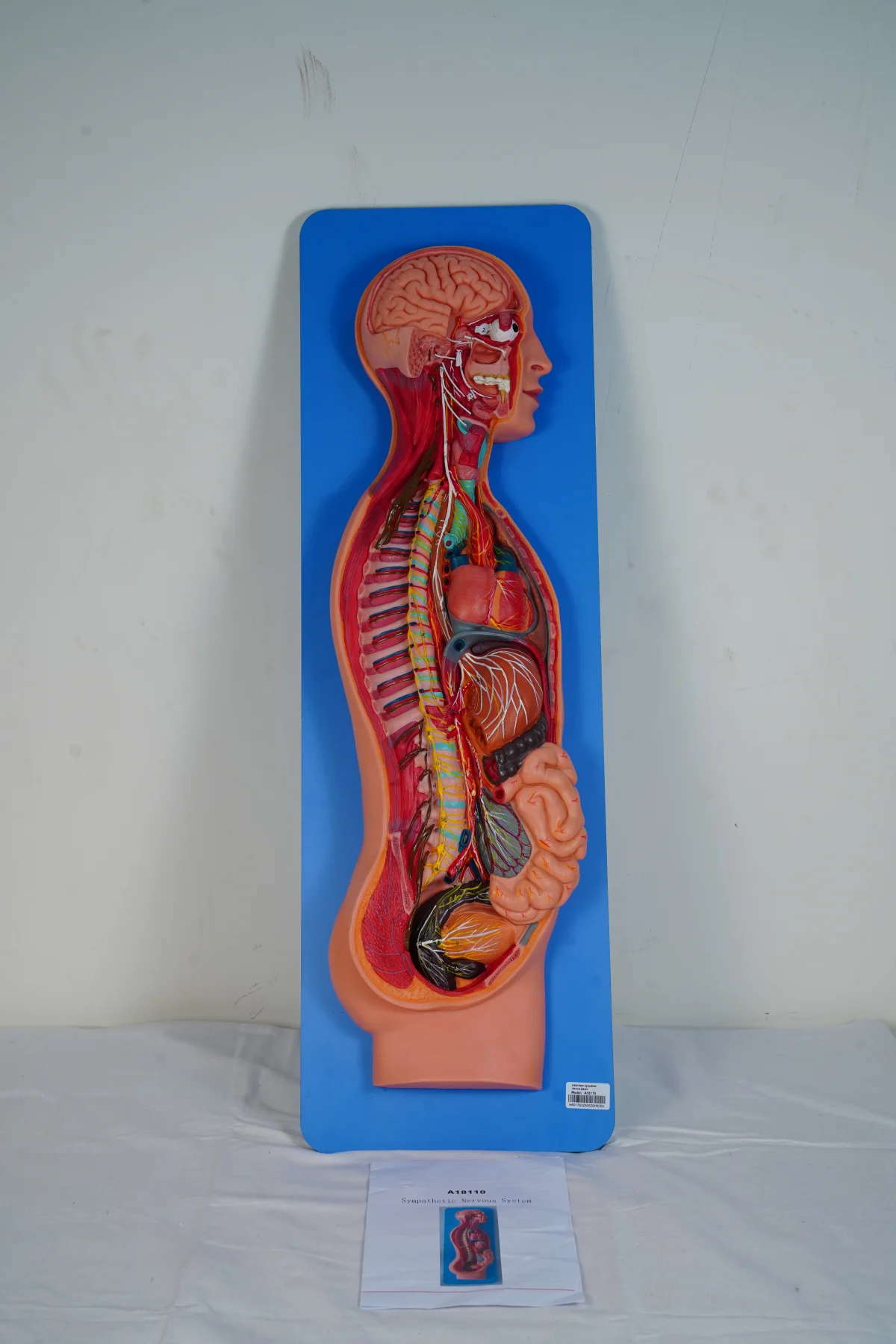 Sympathetic Nervous System