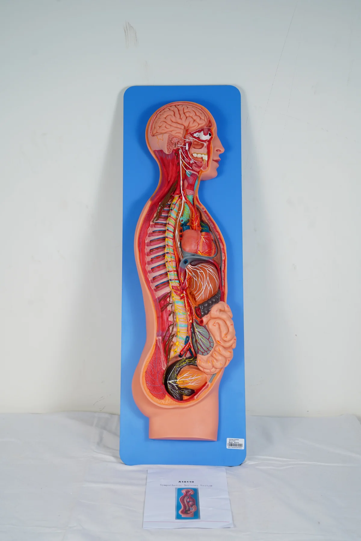 Sympathetic Nervous System thumbnail 2