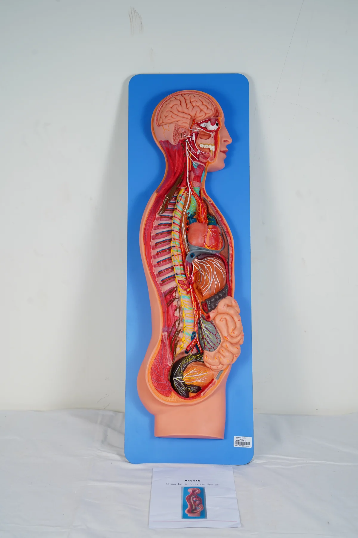 Sympathetic Nervous System thumbnail 3