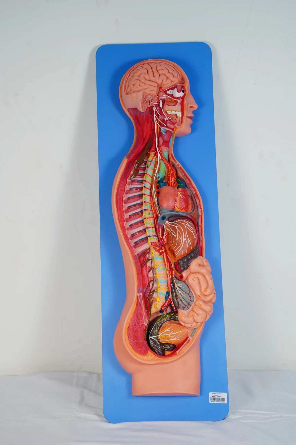 Sympathetic Nervous System thumbnail 4