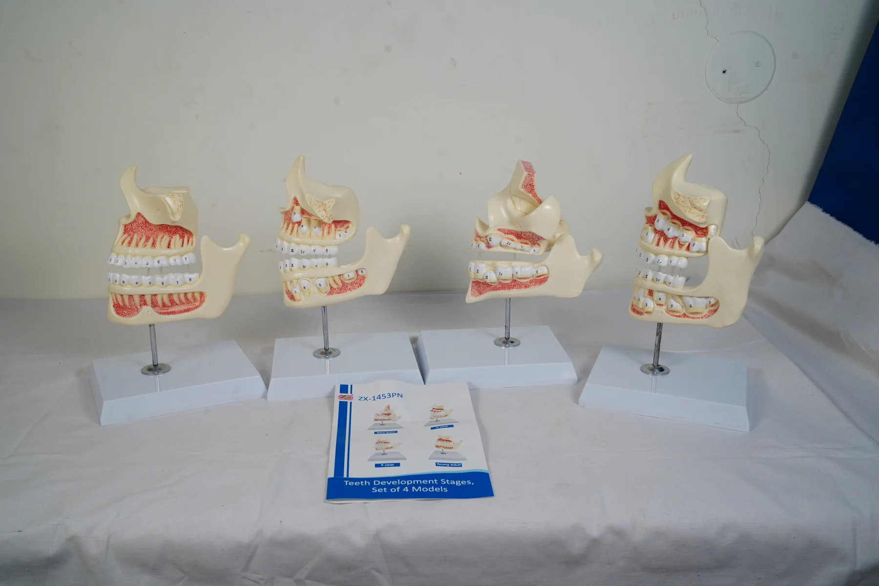 Teeth Development Stages Set of 4 Models thumbnail 4