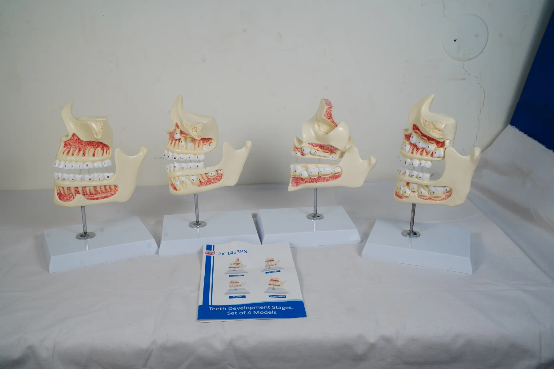 Teeth Development Stages Set of 4 Models