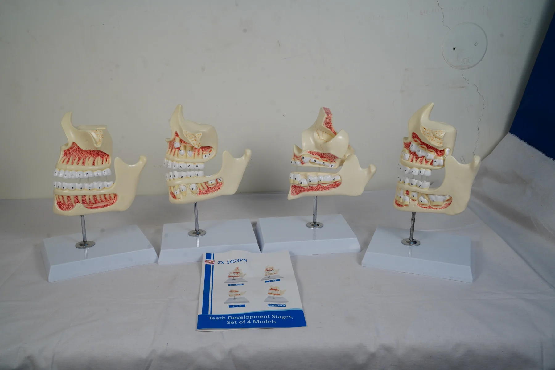 Teeth Development Stages Set of 4 Models thumbnail 2