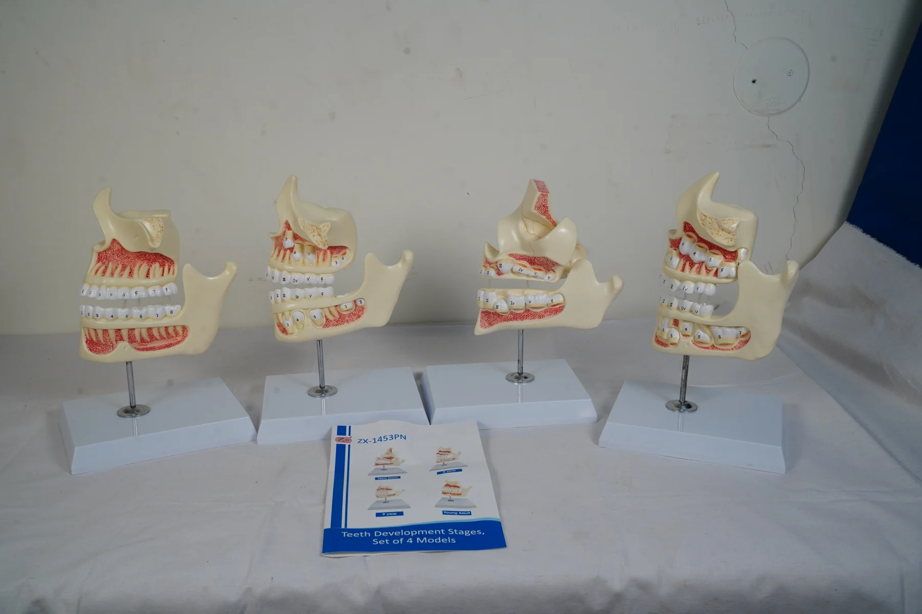 Teeth Development Stages Set of 4 Models thumbnail 3
