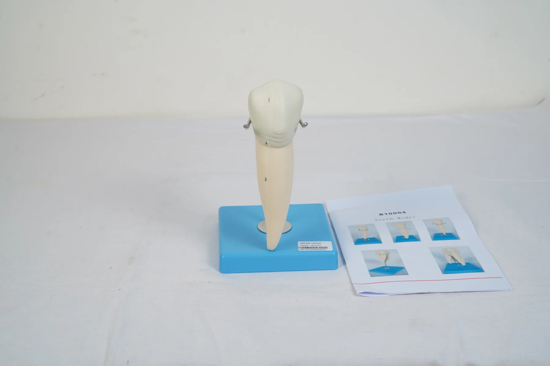 Teeth Model thumbnail 10