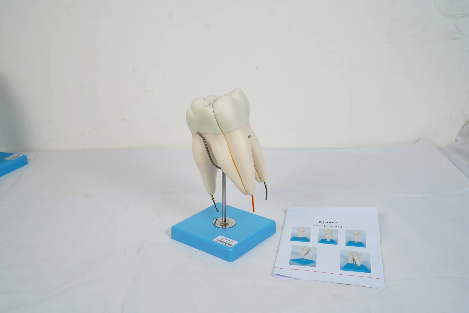 Teeth Model thumbnail 12
