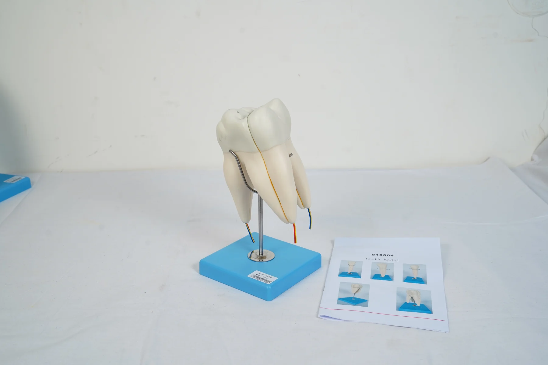 Teeth Model thumbnail 13