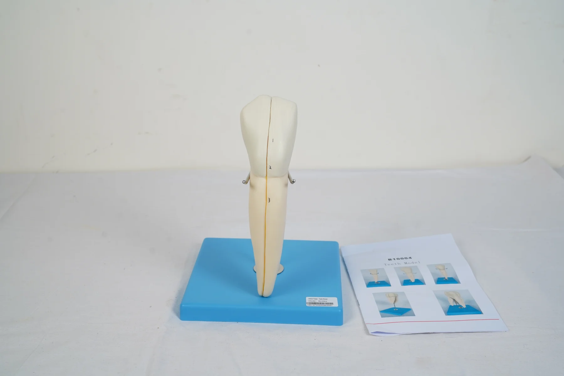 Teeth Model thumbnail 5
