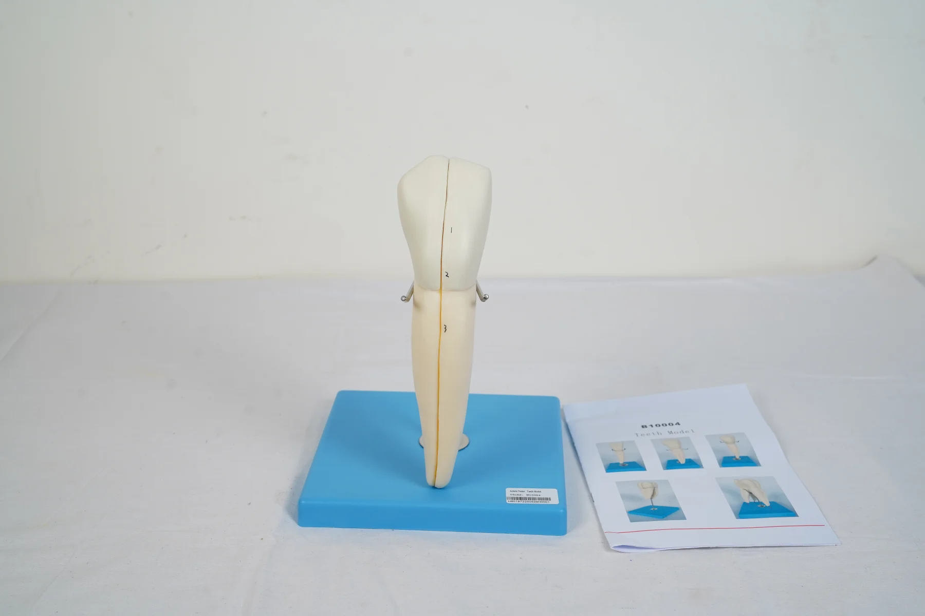 Teeth Model thumbnail 6