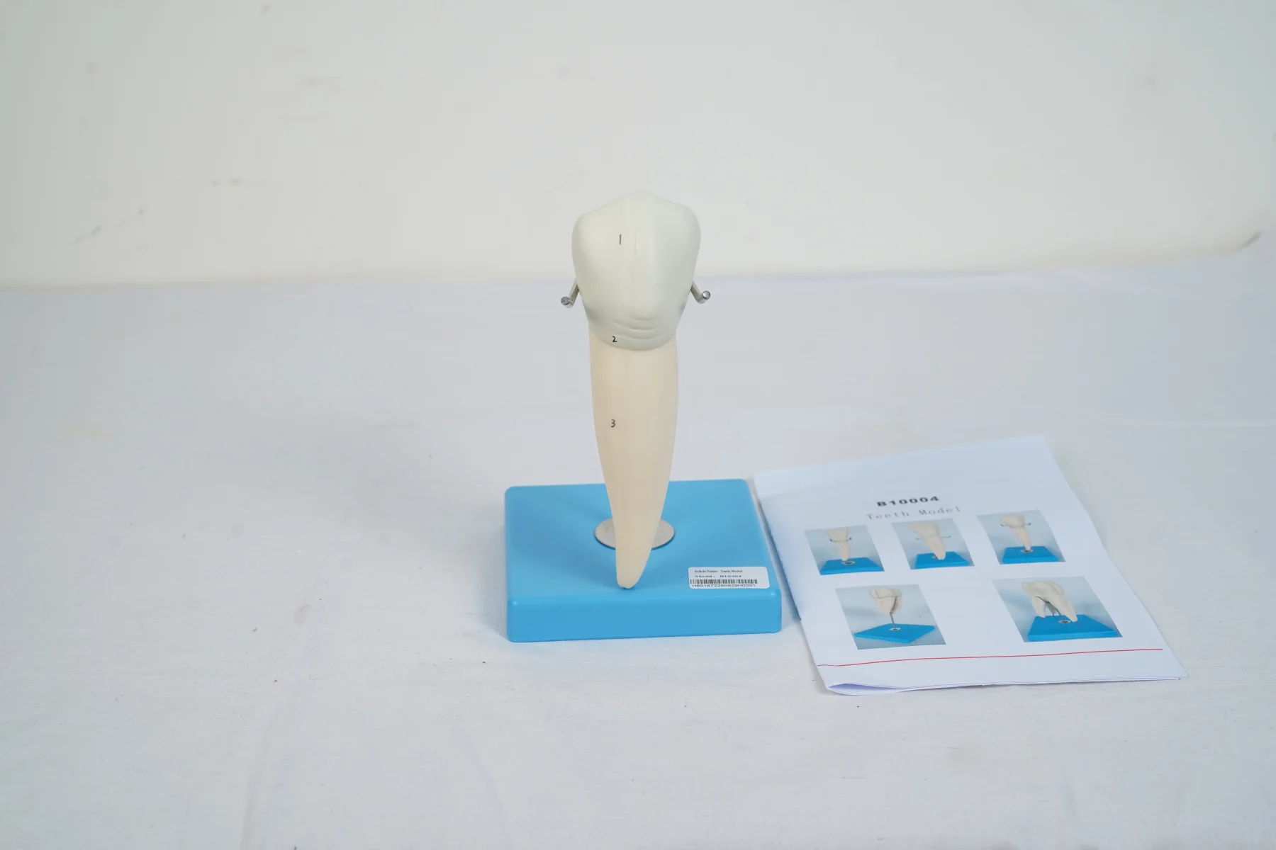 Teeth Model thumbnail 7