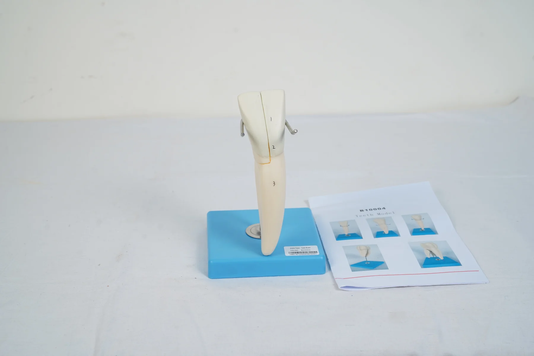 Teeth Model thumbnail 8
