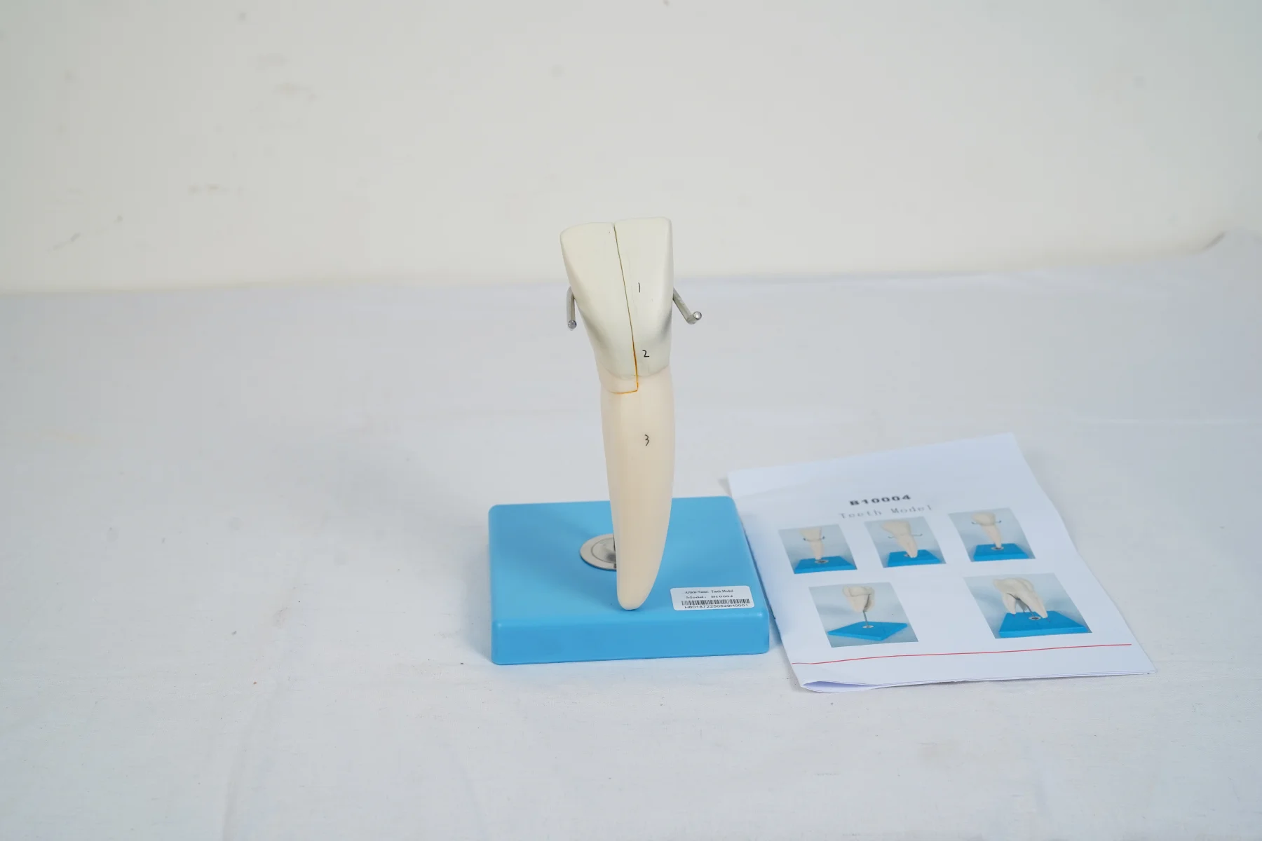 Teeth Model thumbnail 9