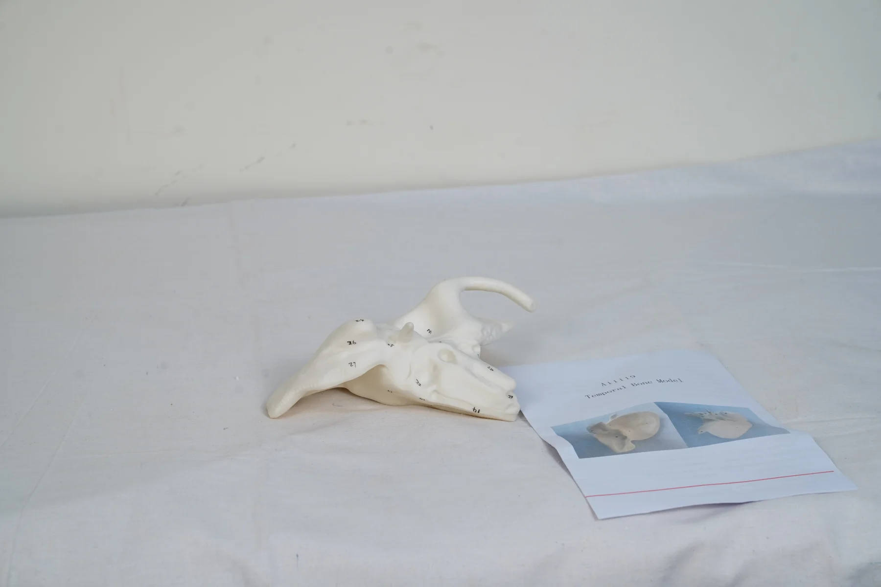 Temporal Bone Model thumbnail 2