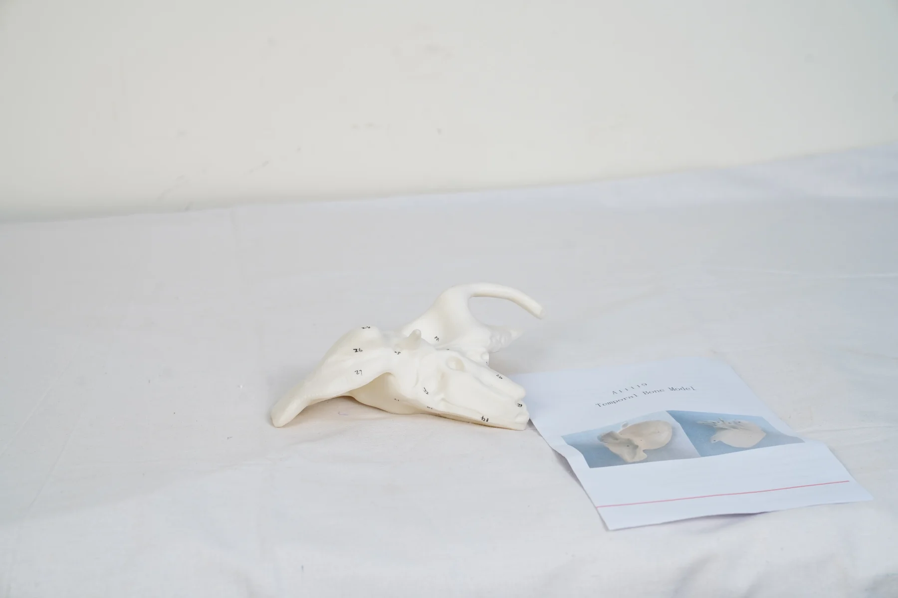 Temporal Bone Model