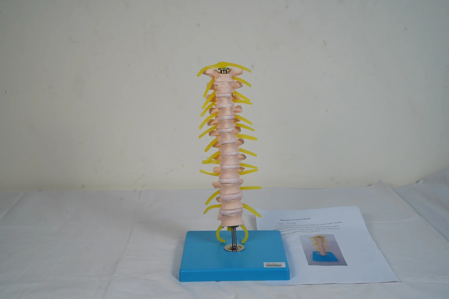 Thoracic Vertebra Model thumbnail 2