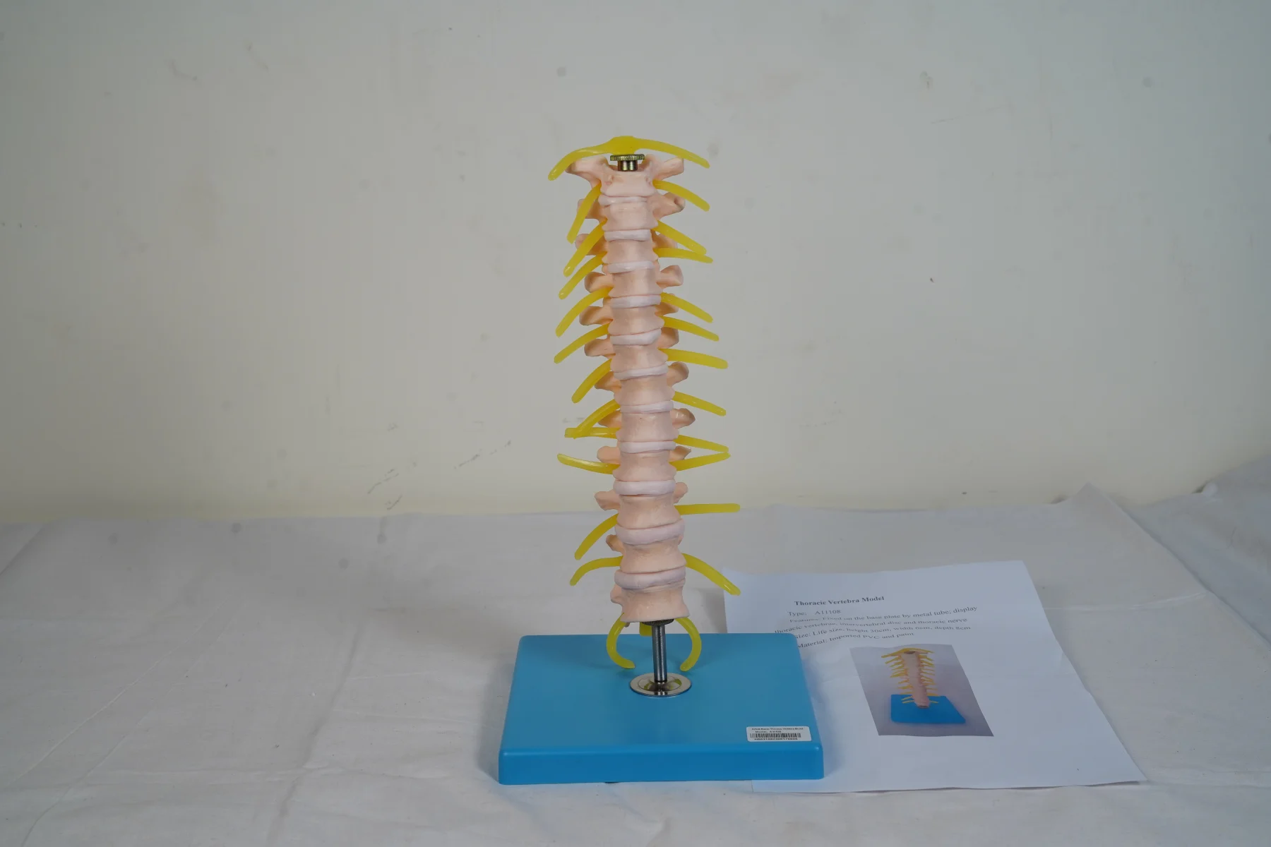 Thoracic Vertebra Model