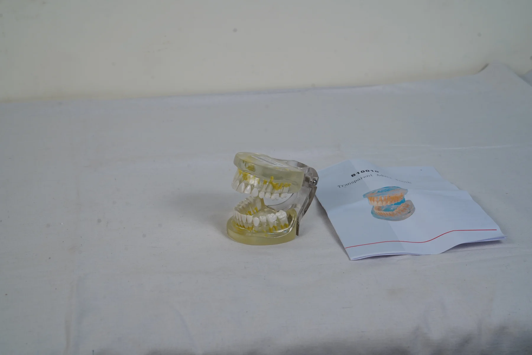 Transparent Adult Teeth thumbnail 3
