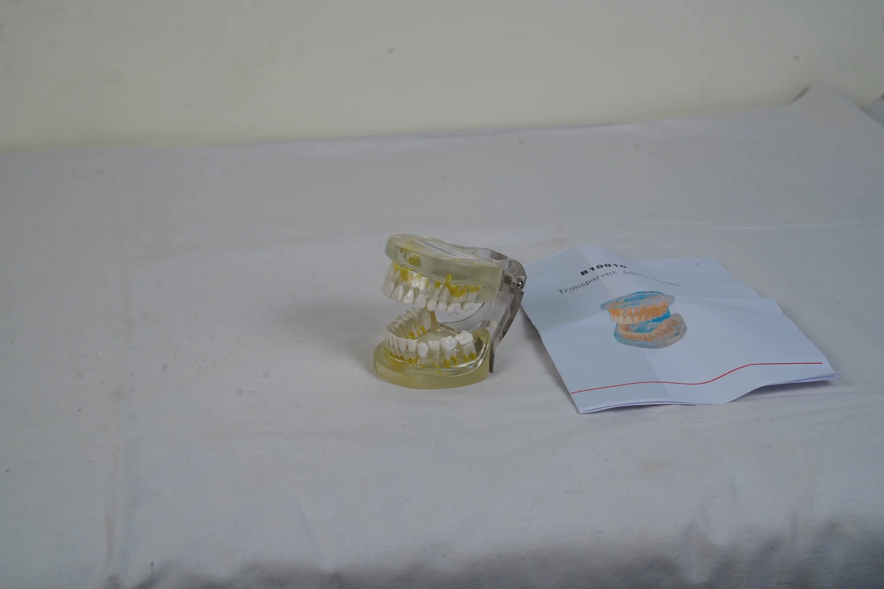 Transparent Adult Teeth