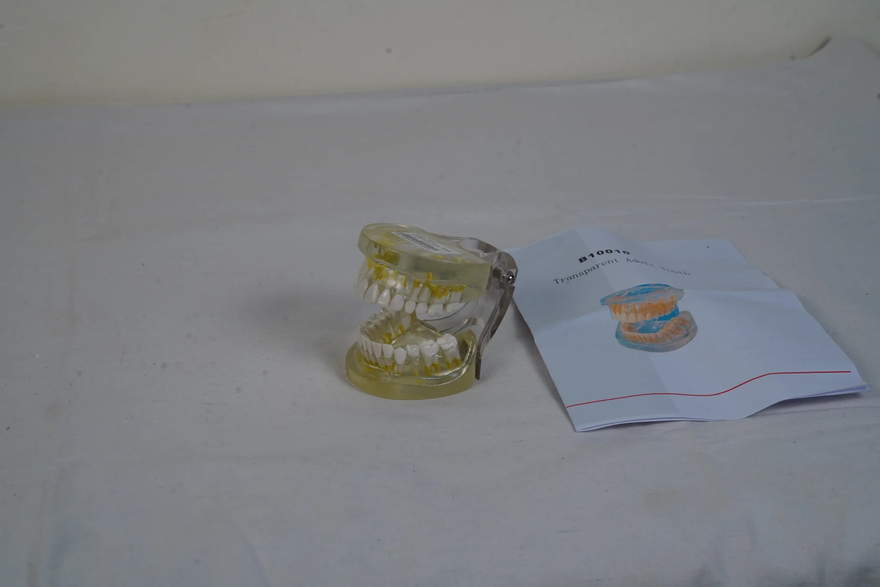 Transparent Adult Teeth thumbnail 2