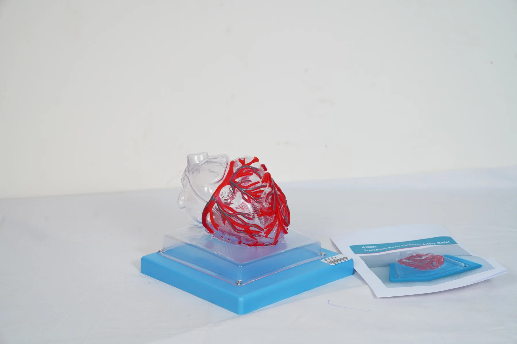 Transparent Heart Coronary Artery Model thumbnail 4