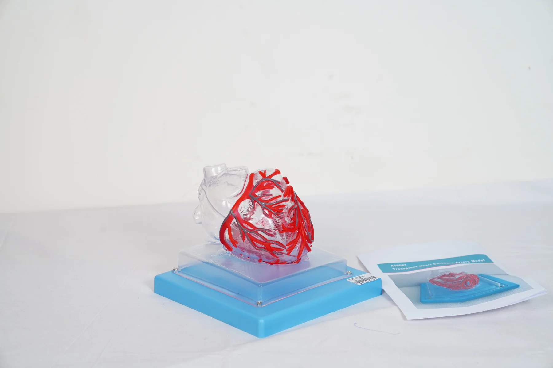 Transparent Heart Coronary Artery Model