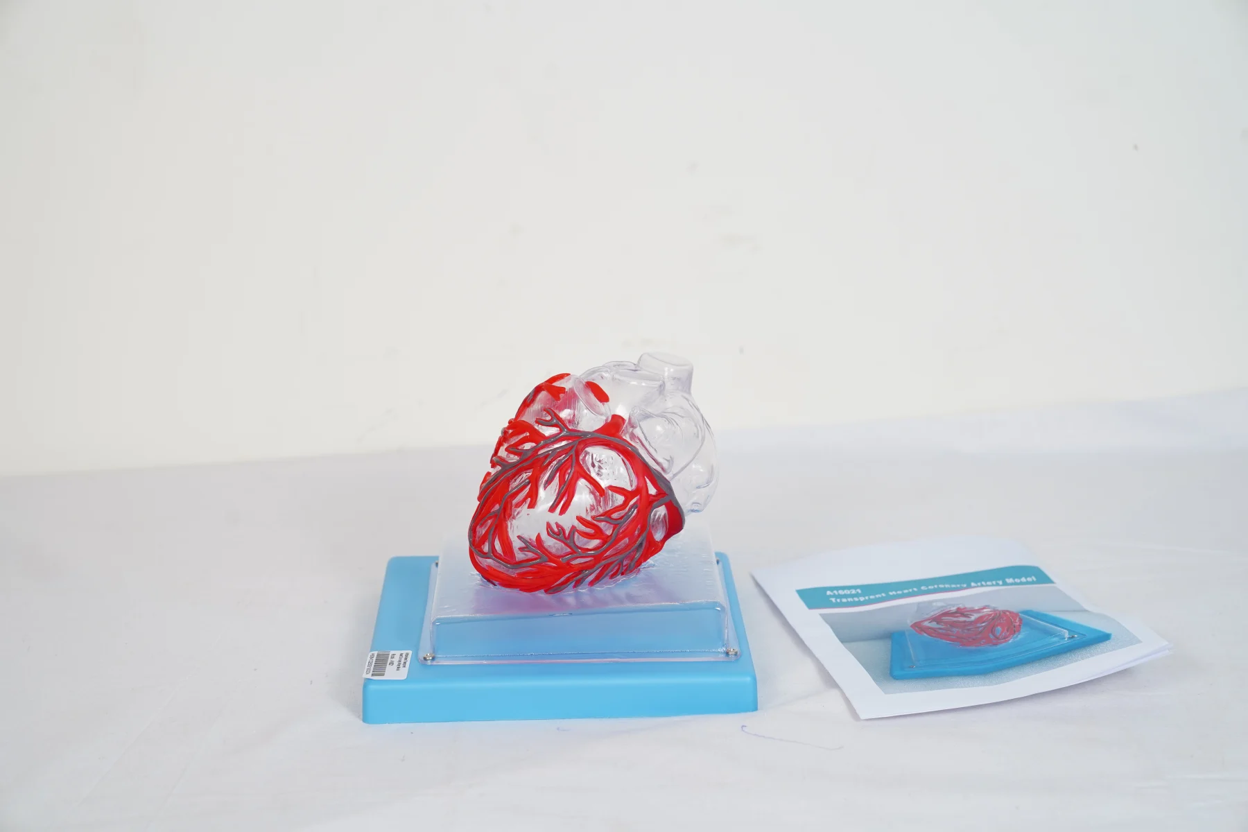 Transparent Heart Coronary Artery Model thumbnail 2