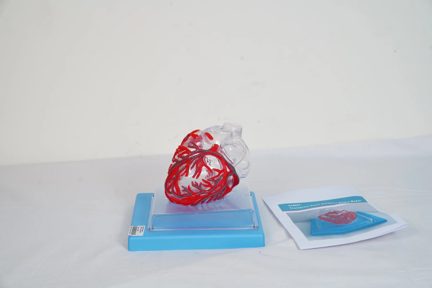 Transparent Heart Coronary Artery Model thumbnail 3