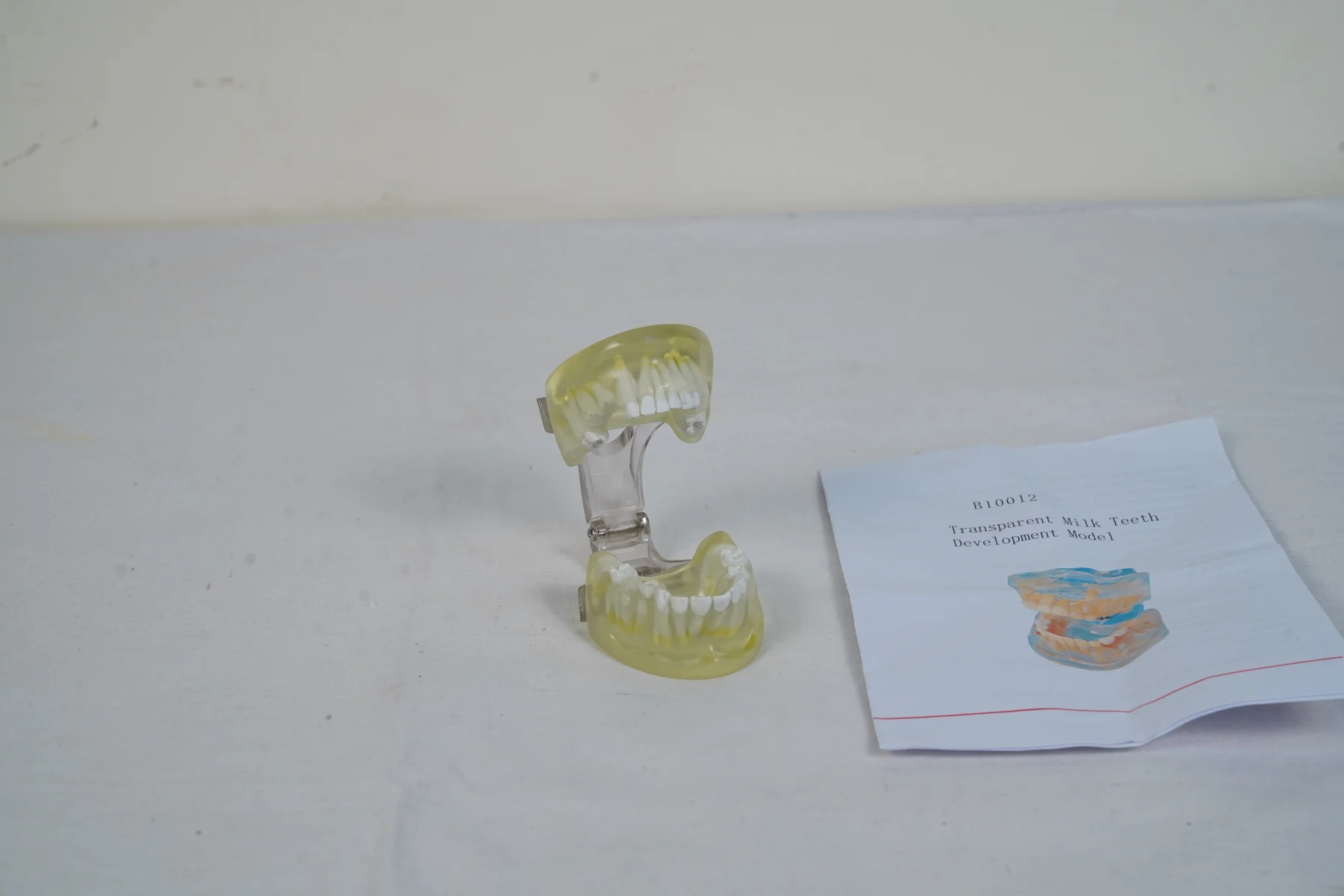 Transparent Milk Teeth Development Model thumbnail 2
