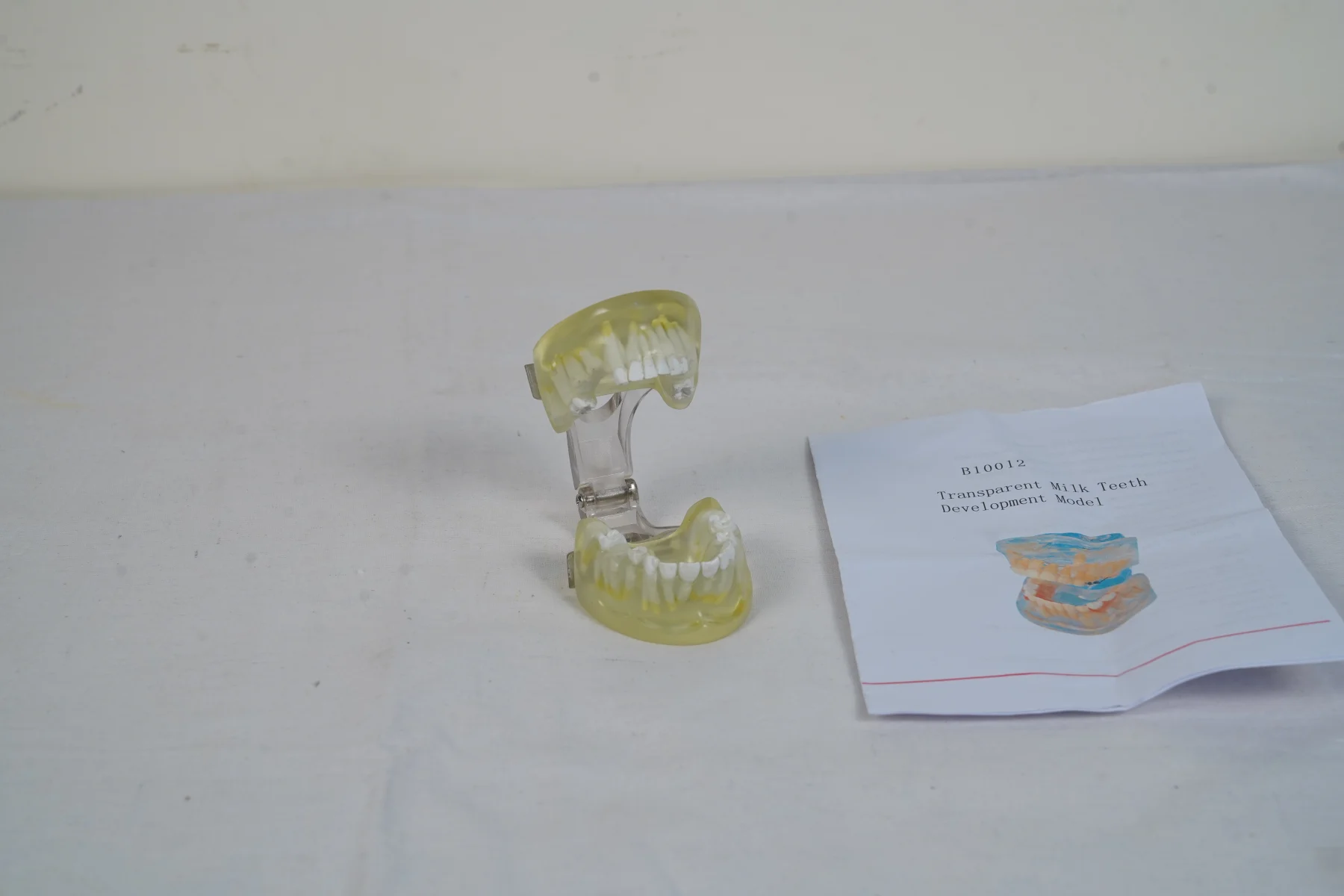 Transparent Milk Teeth Development Model