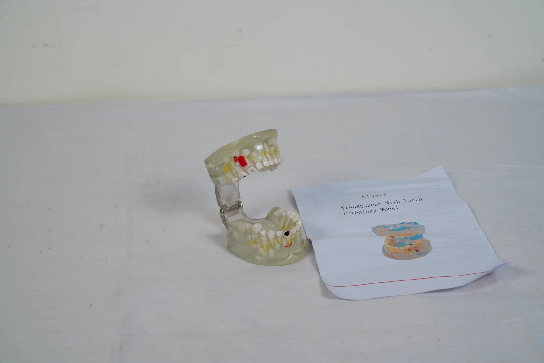 Transparent Milk Teeth Pathology Model thumbnail 4