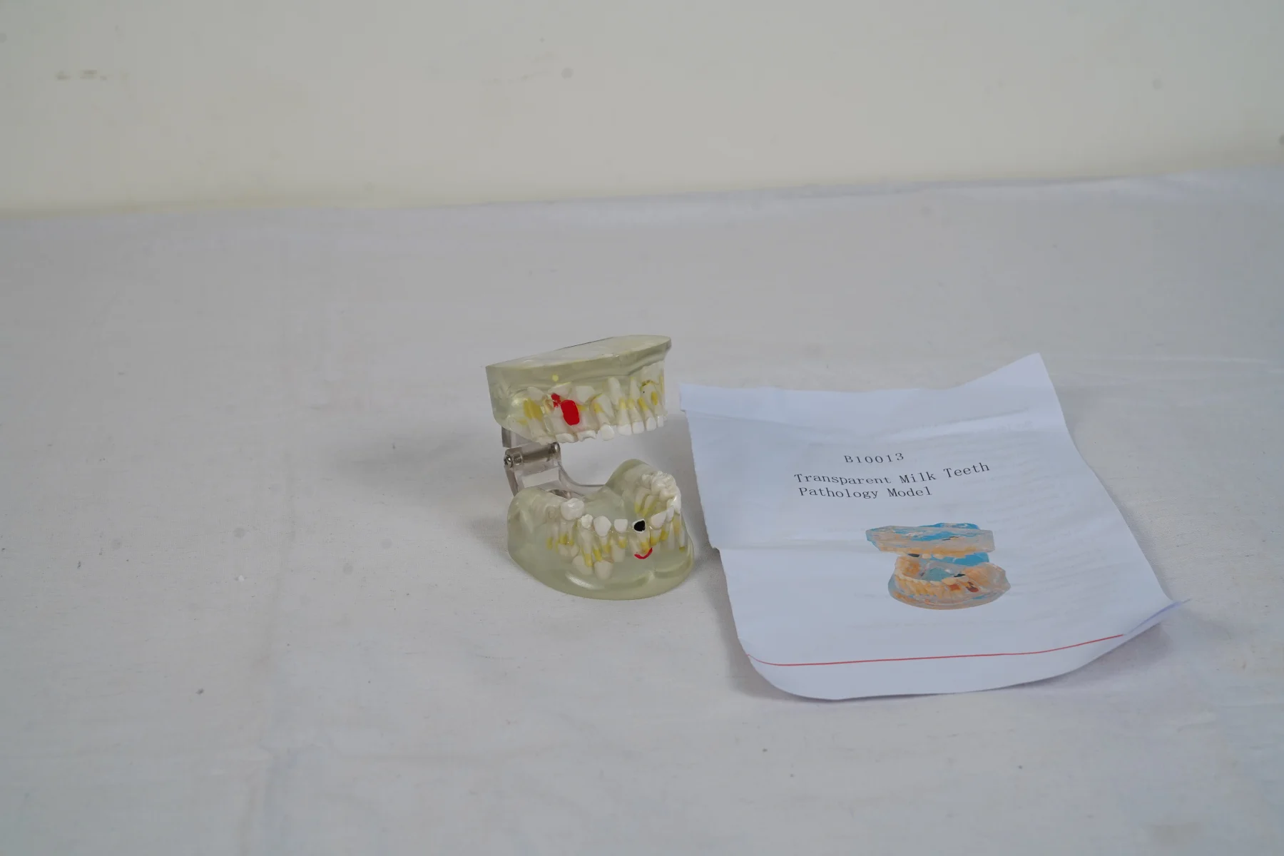 Transparent Milk Teeth Pathology Model