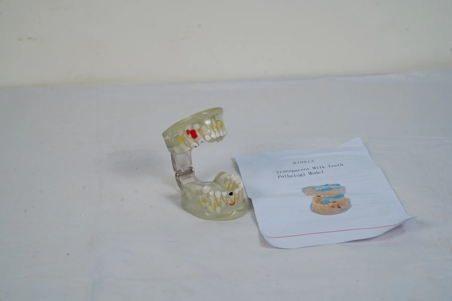 Transparent Milk Teeth Pathology Model thumbnail 2