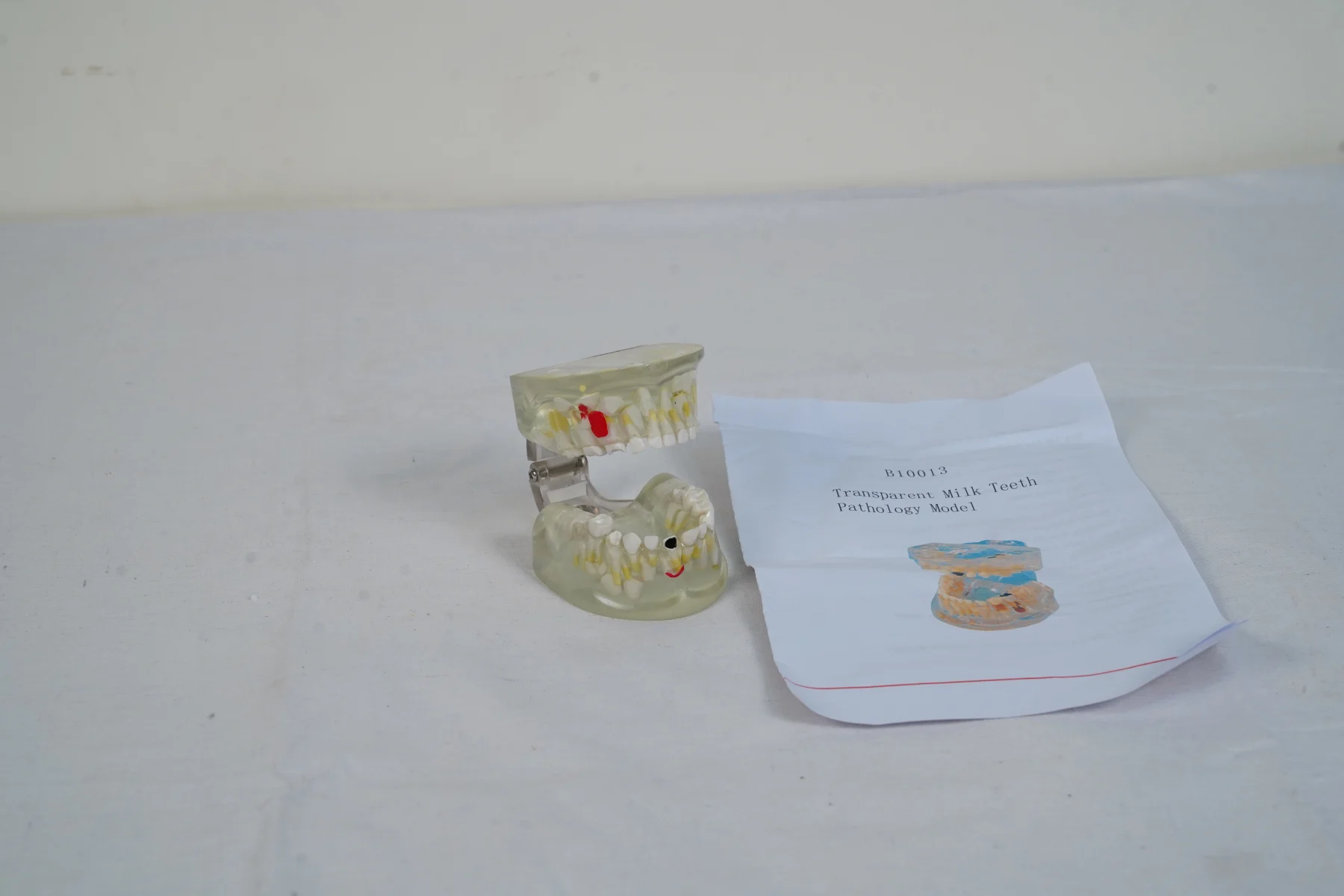 Transparent Milk Teeth Pathology Model thumbnail 3
