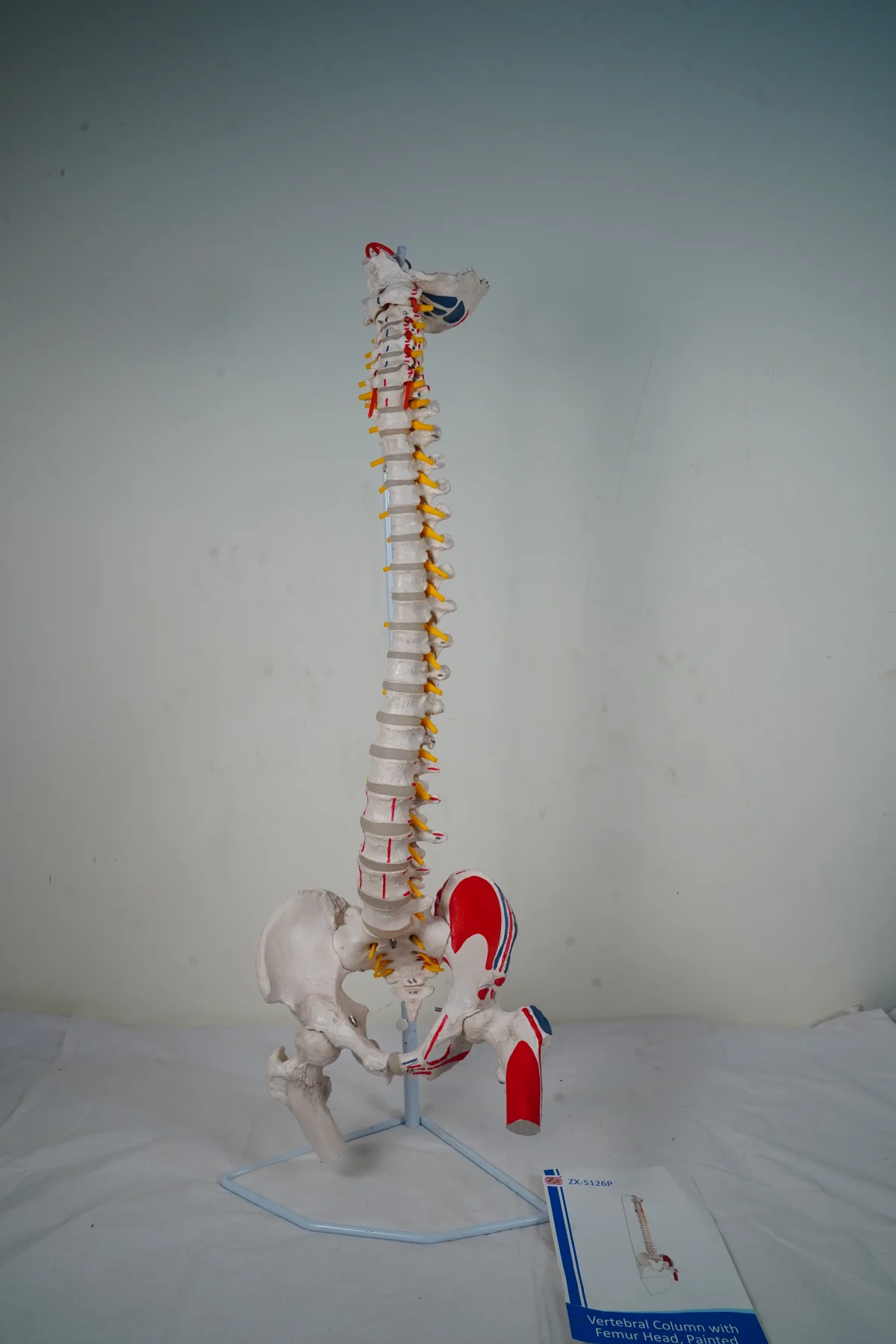 Vertebral Column With Femur Head Painted thumbnail 6