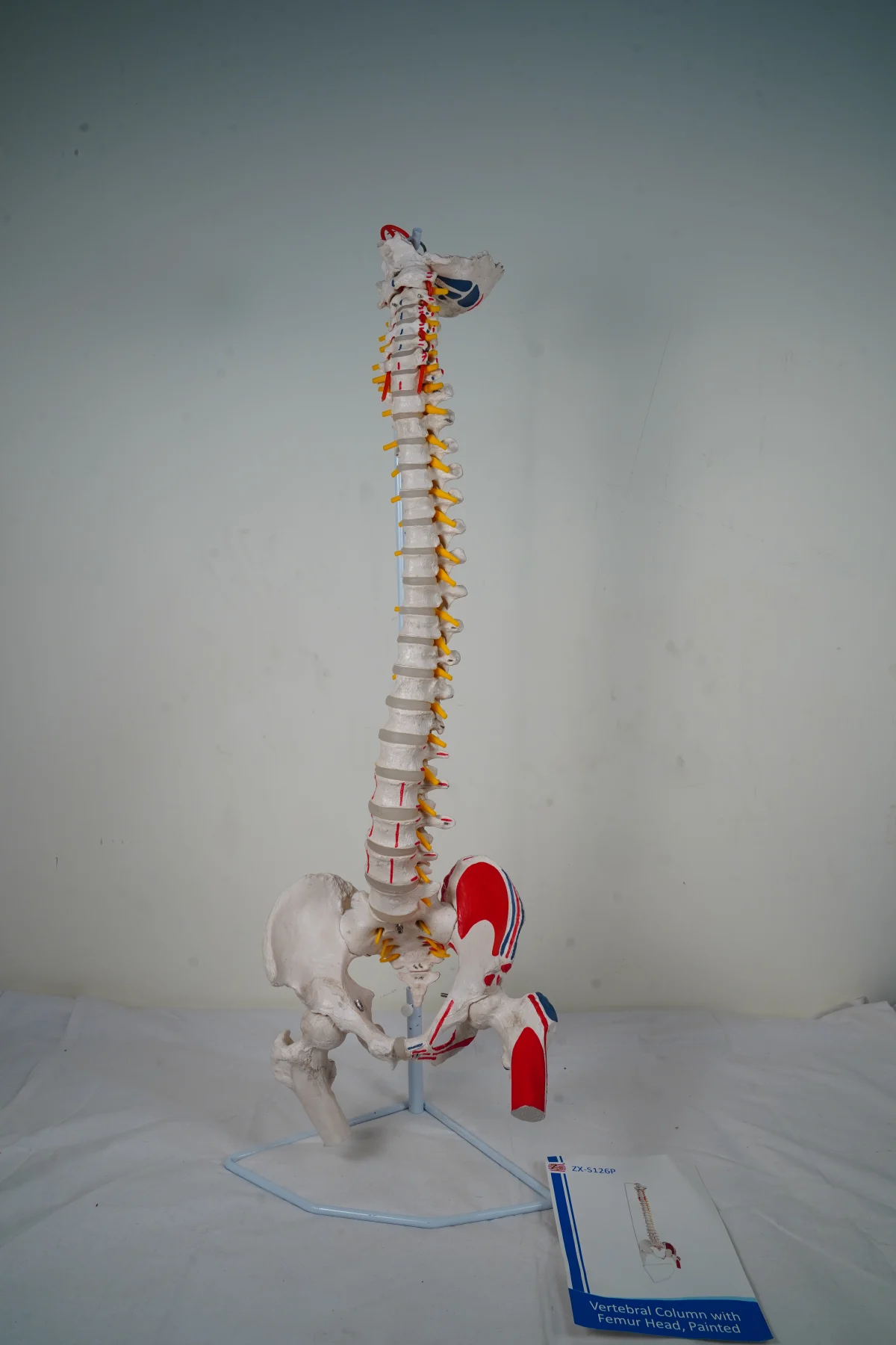 Vertebral Column With Femur Head Painted thumbnail 2