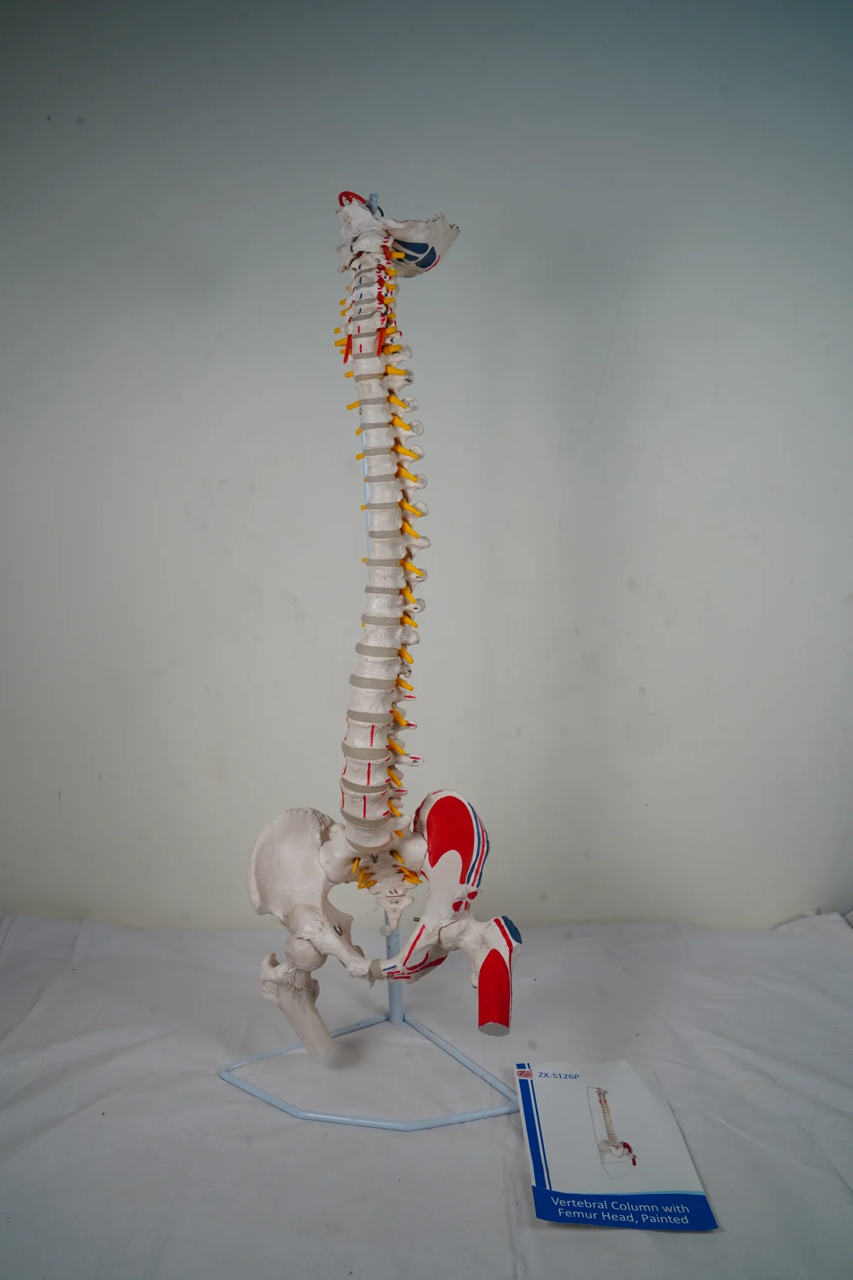 Vertebral Column With Femur Head Painted thumbnail 3