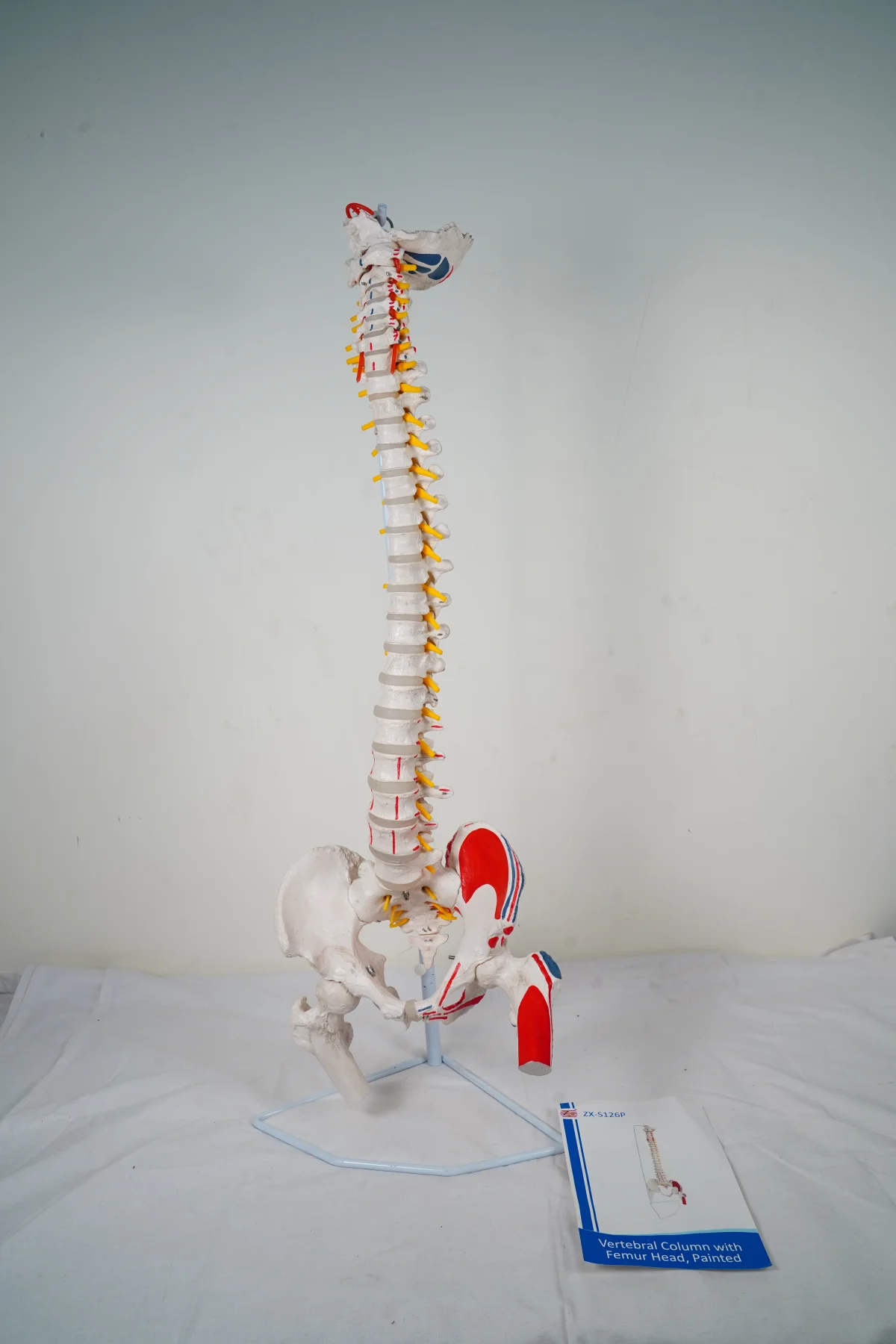 Vertebral Column With Femur Head Painted thumbnail 4