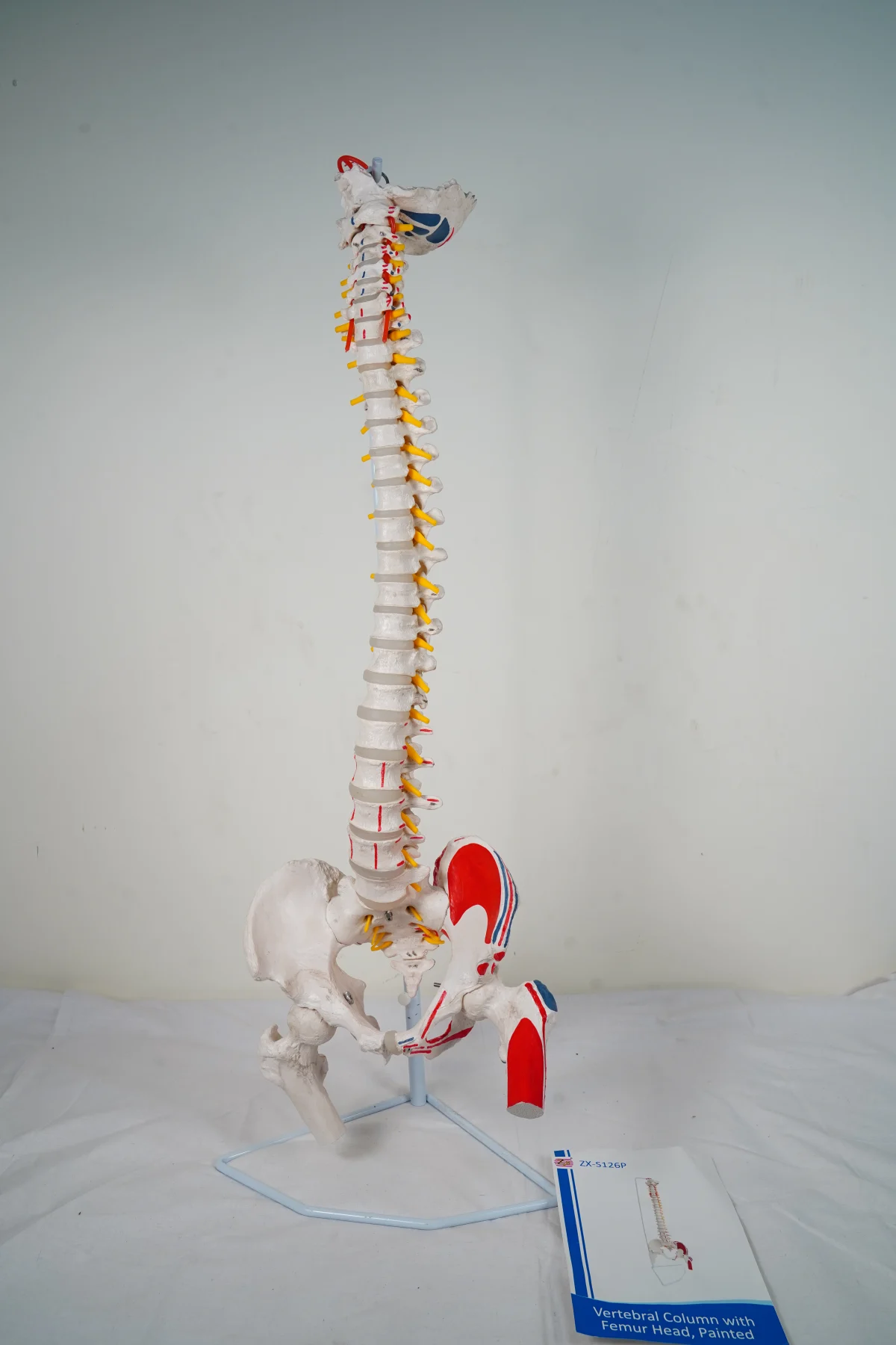 Vertebral Column With Femur Head Painted thumbnail 5