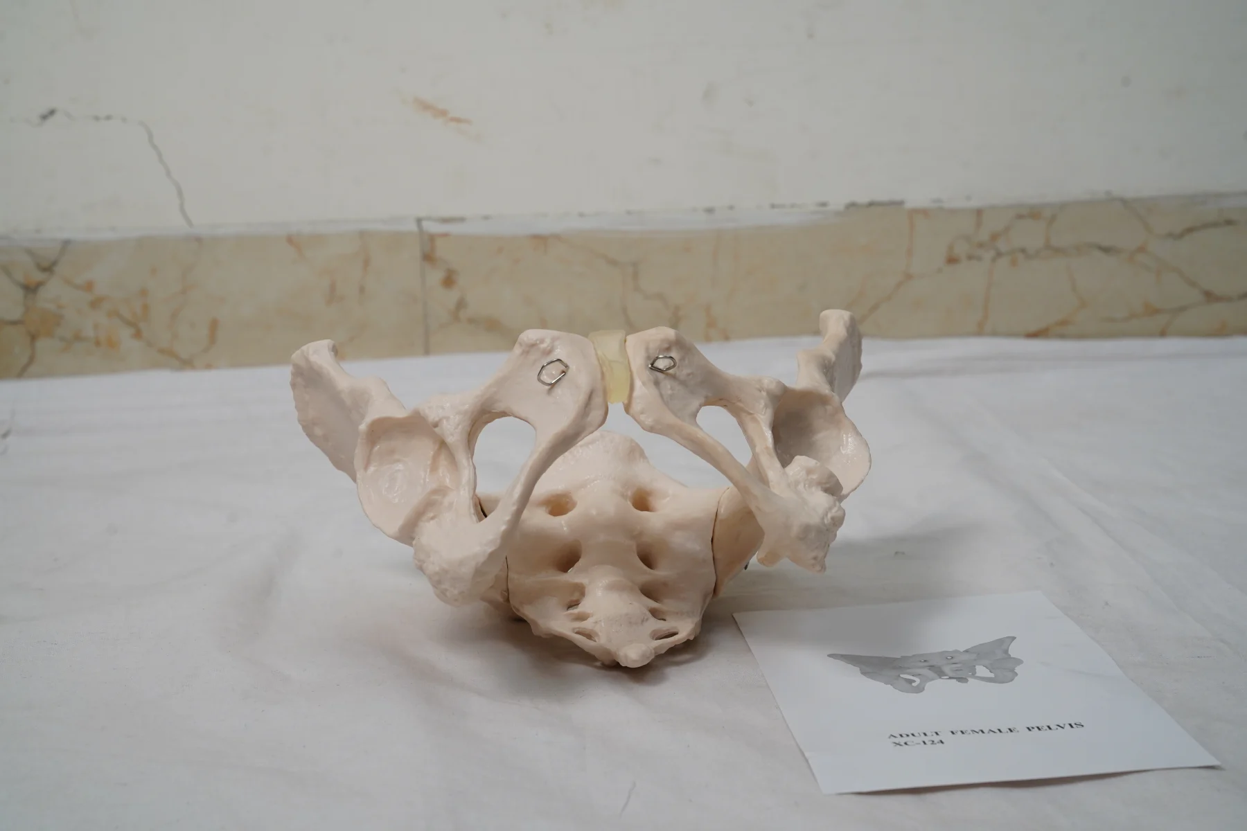 Adult Female Pelvis thumbnail 2