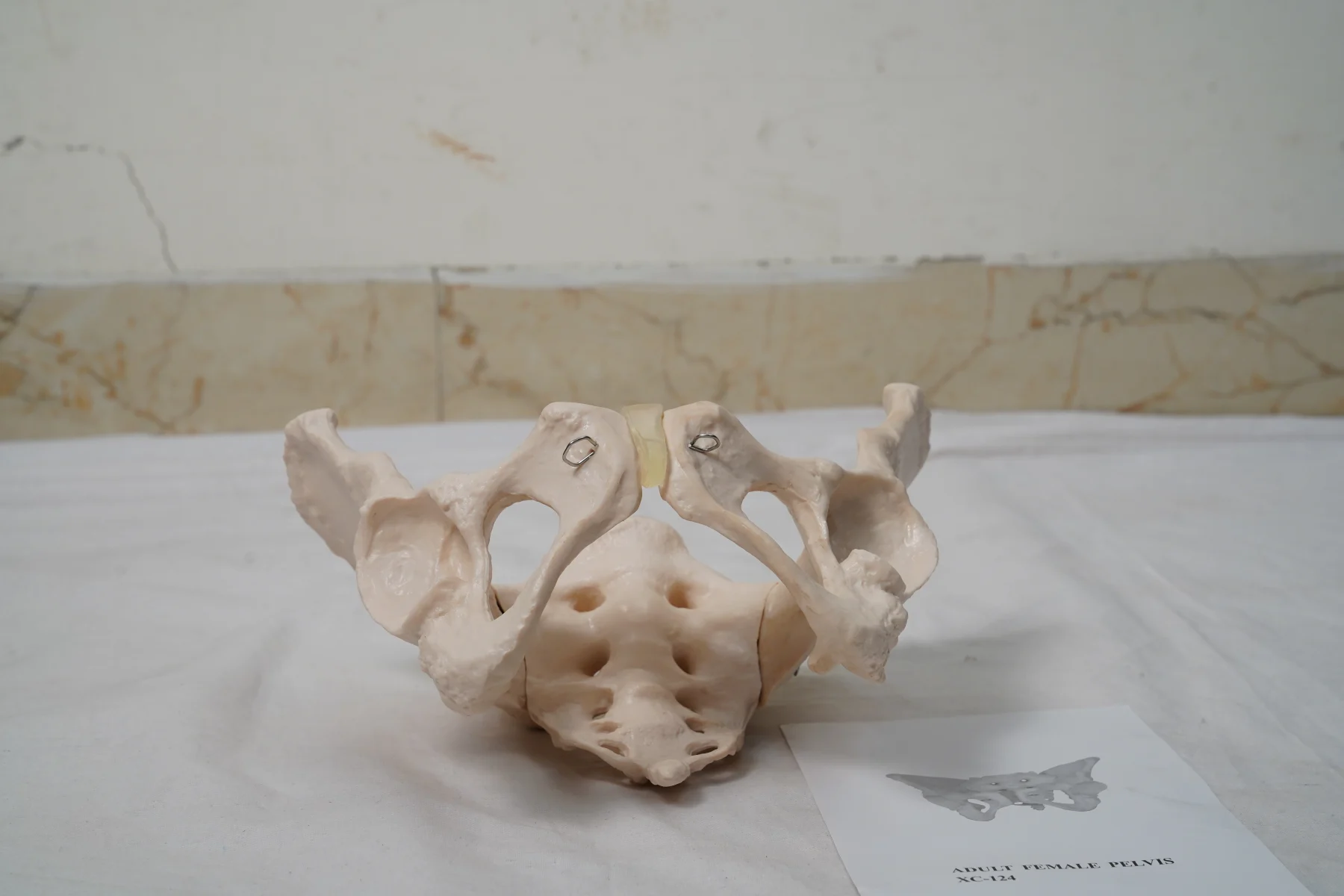 Adult Female Pelvis