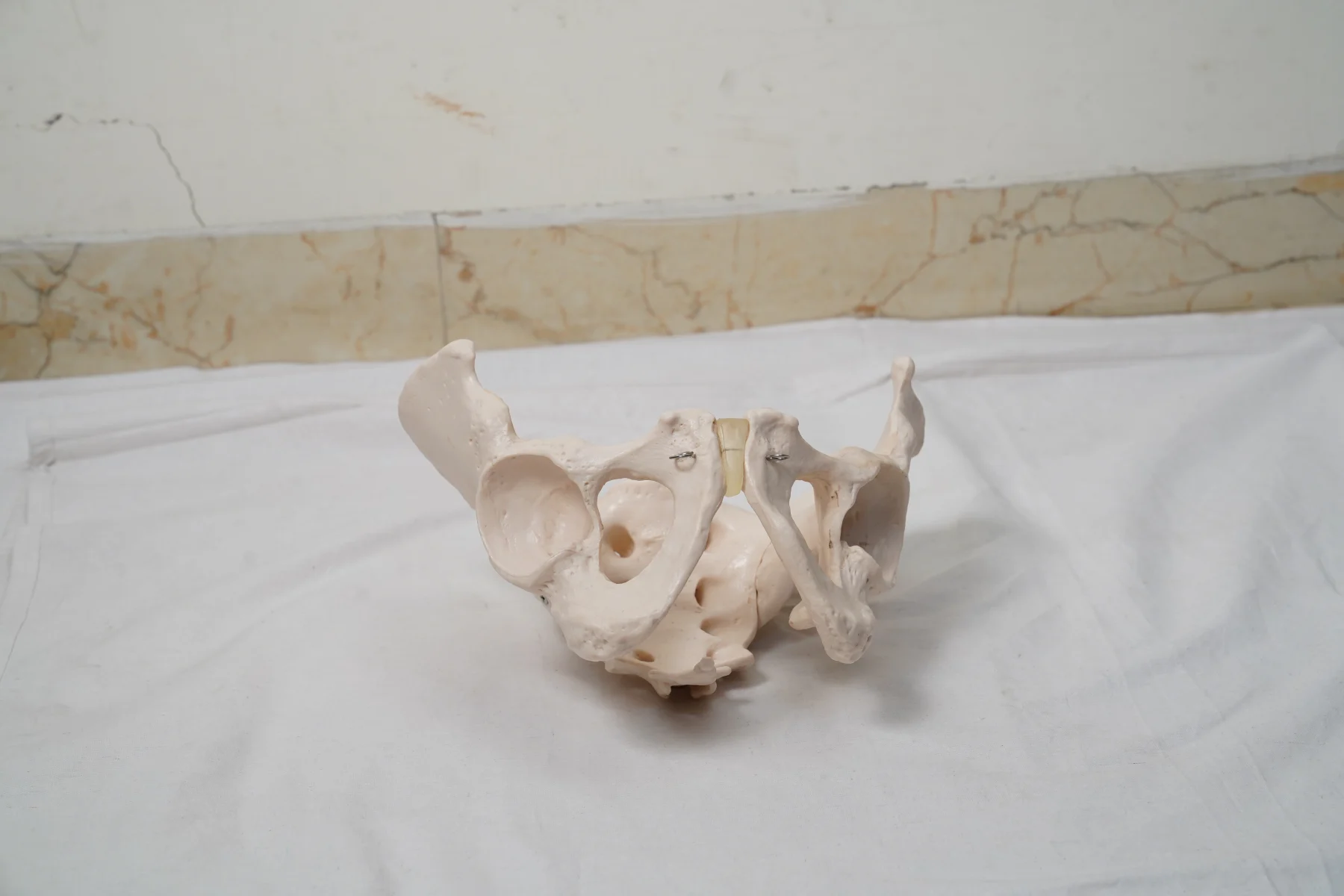 Adult Male Pelvis thumbnail 4