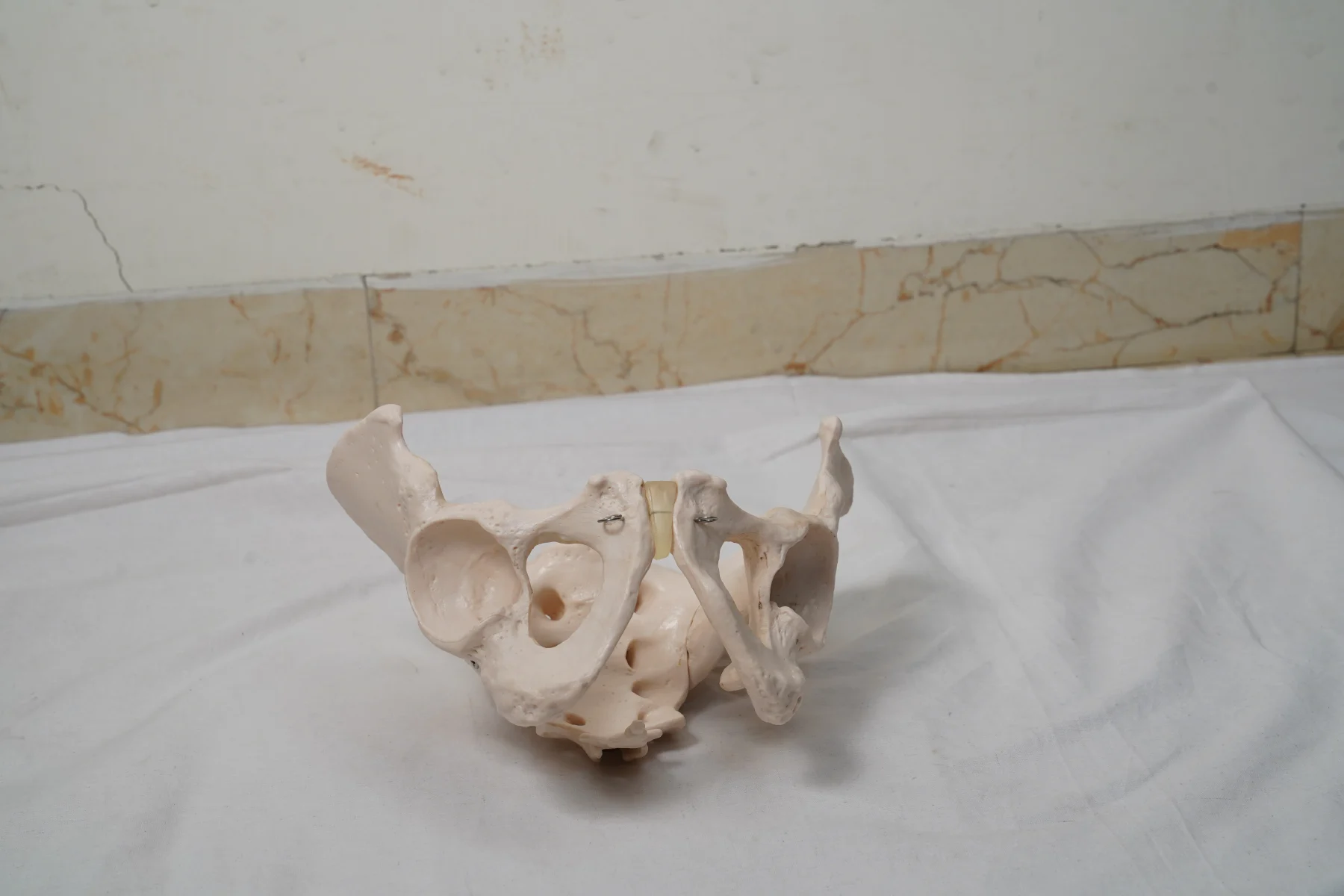 Adult Male Pelvis
