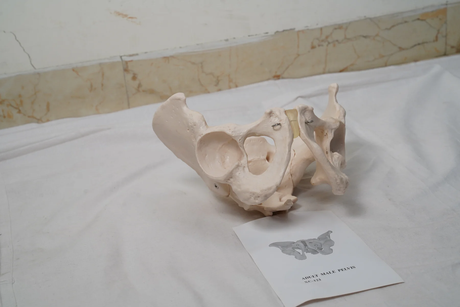 Adult Male Pelvis thumbnail 2
